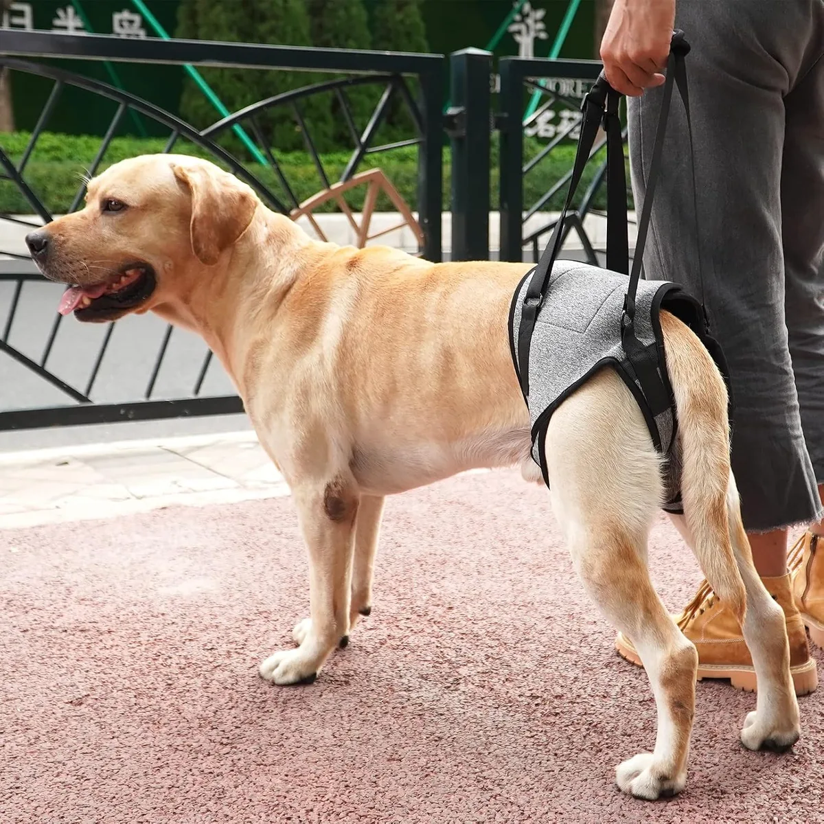 Dotoner Arnés de Levantamiento de Perros, arnés de Apoyo para Patas traseras, Correa de Apoyo Suave para Perros lesionados discapacitados, pequeños, medianos y Grandes foto 6